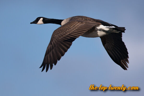 Canada Goose